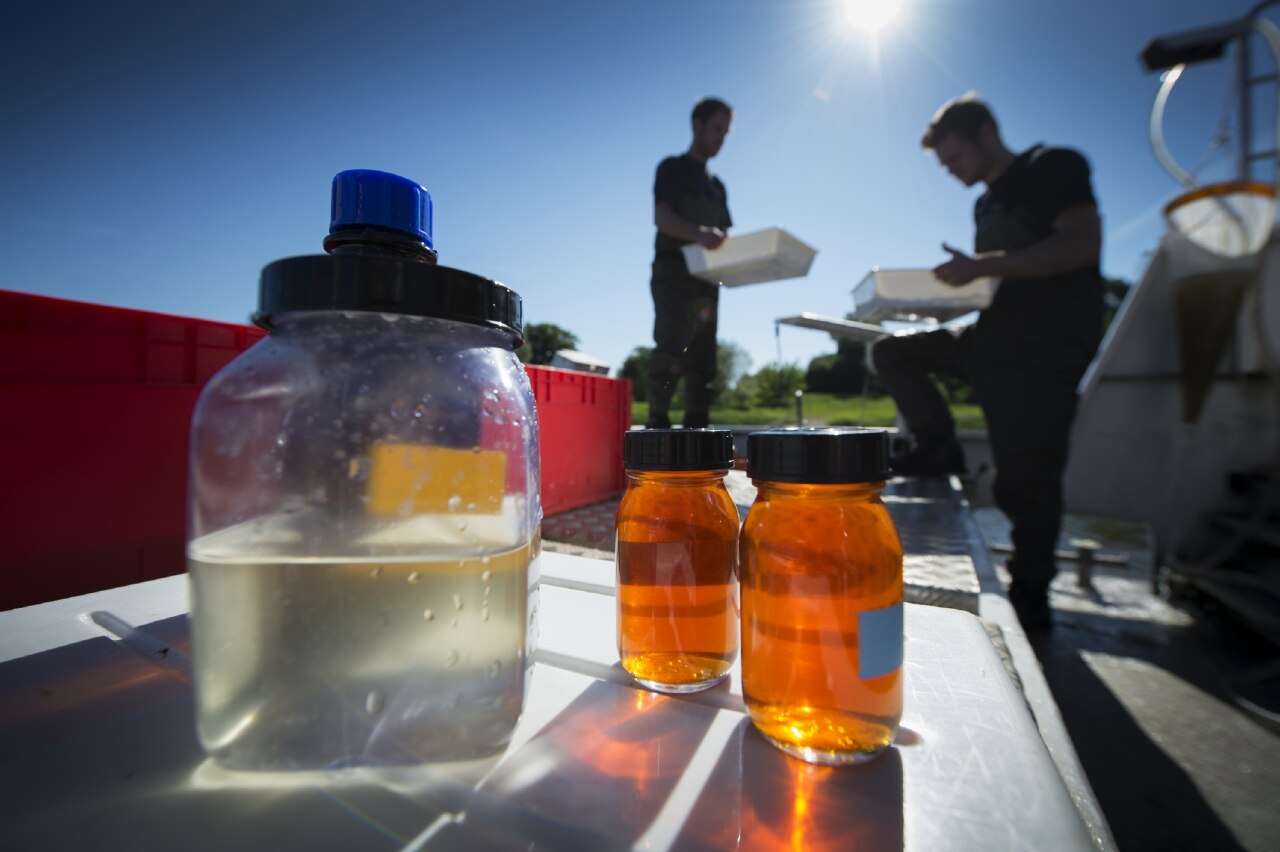 Gegenlichtaufnahme von drei Gläsern mit einer gelblichen und zwei honigfarbenen Flüssigkeiten. Im Hintergrund zwei Personen, die in weiße Plastikwannen schauen.